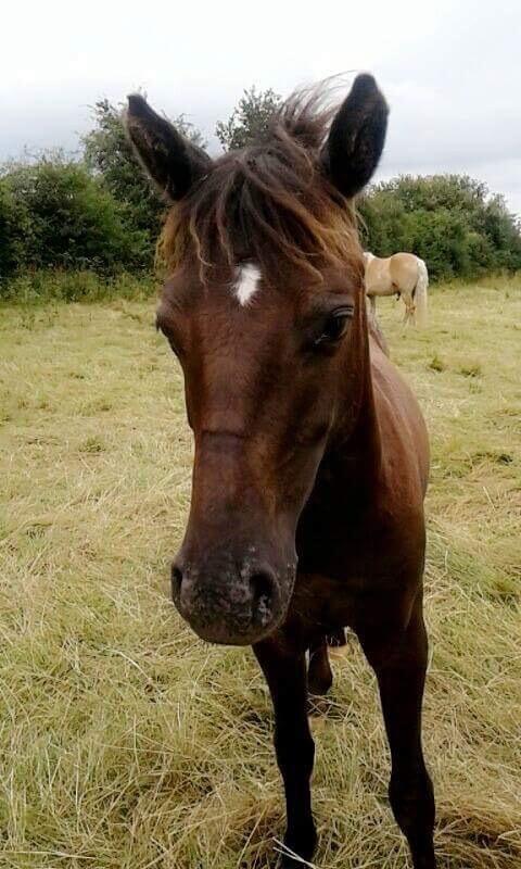 Anden særlig race Sisse knabstrupper-blanding billede 13
