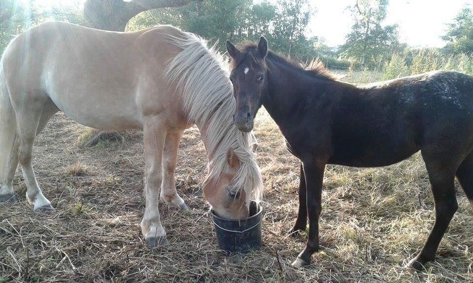 Anden særlig race Sisse knabstrupper-blanding billede 16