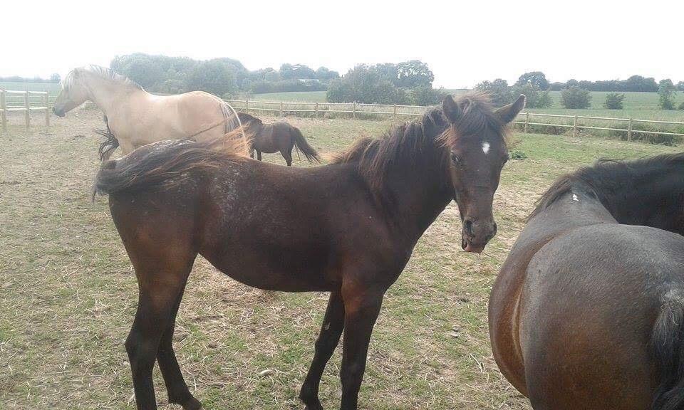 Anden særlig race Sisse knabstrupper-blanding billede 17