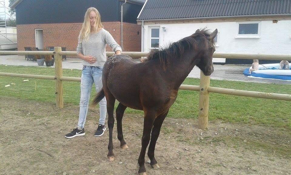 Anden særlig race Sisse knabstrupper-blanding billede 18