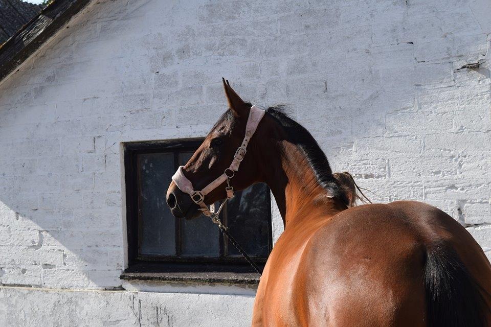 Traver Langesøs Fiona billede 4