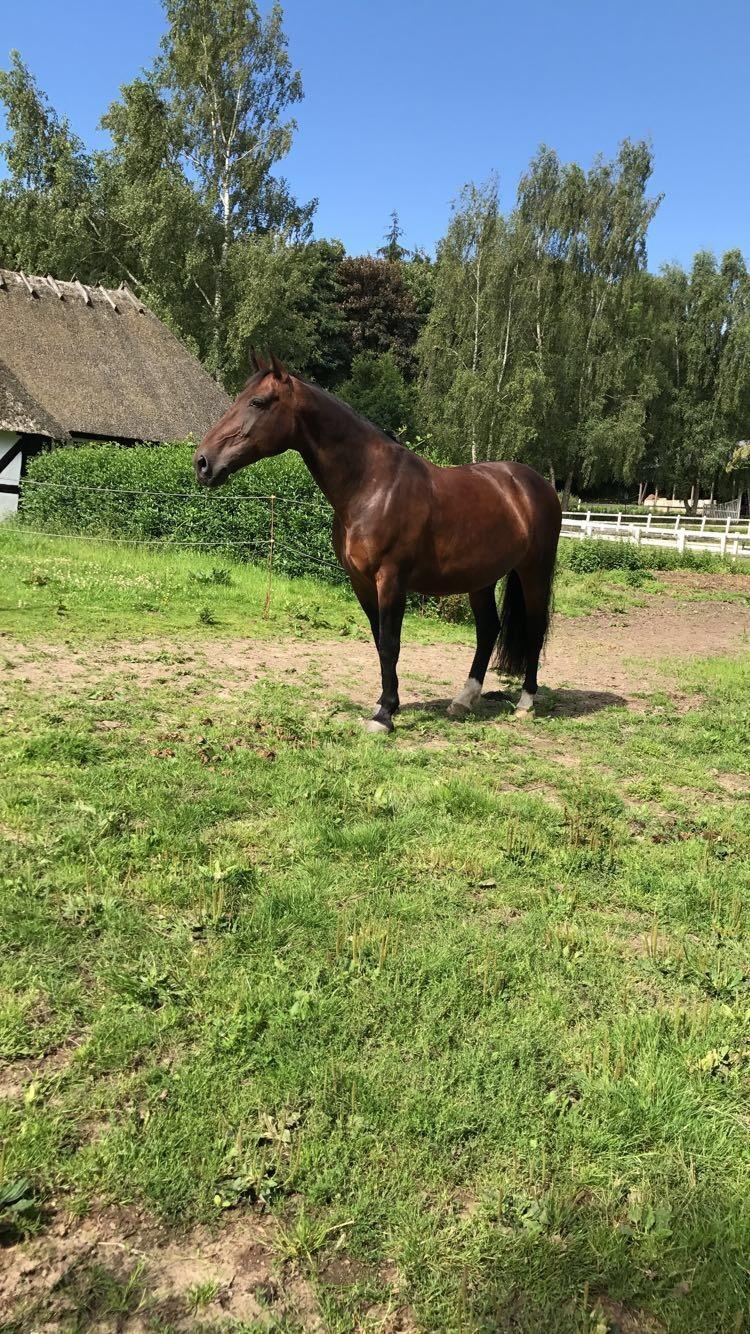 Oldenborg Dixie af Vidkær billede 10