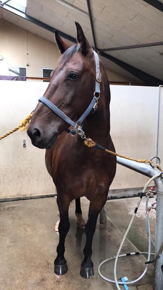 Oldenborg Dixie af Vidkær billede 16