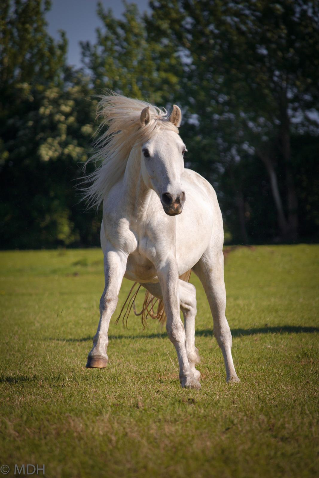 Connemara Dambækgårds Rubbin billede 11