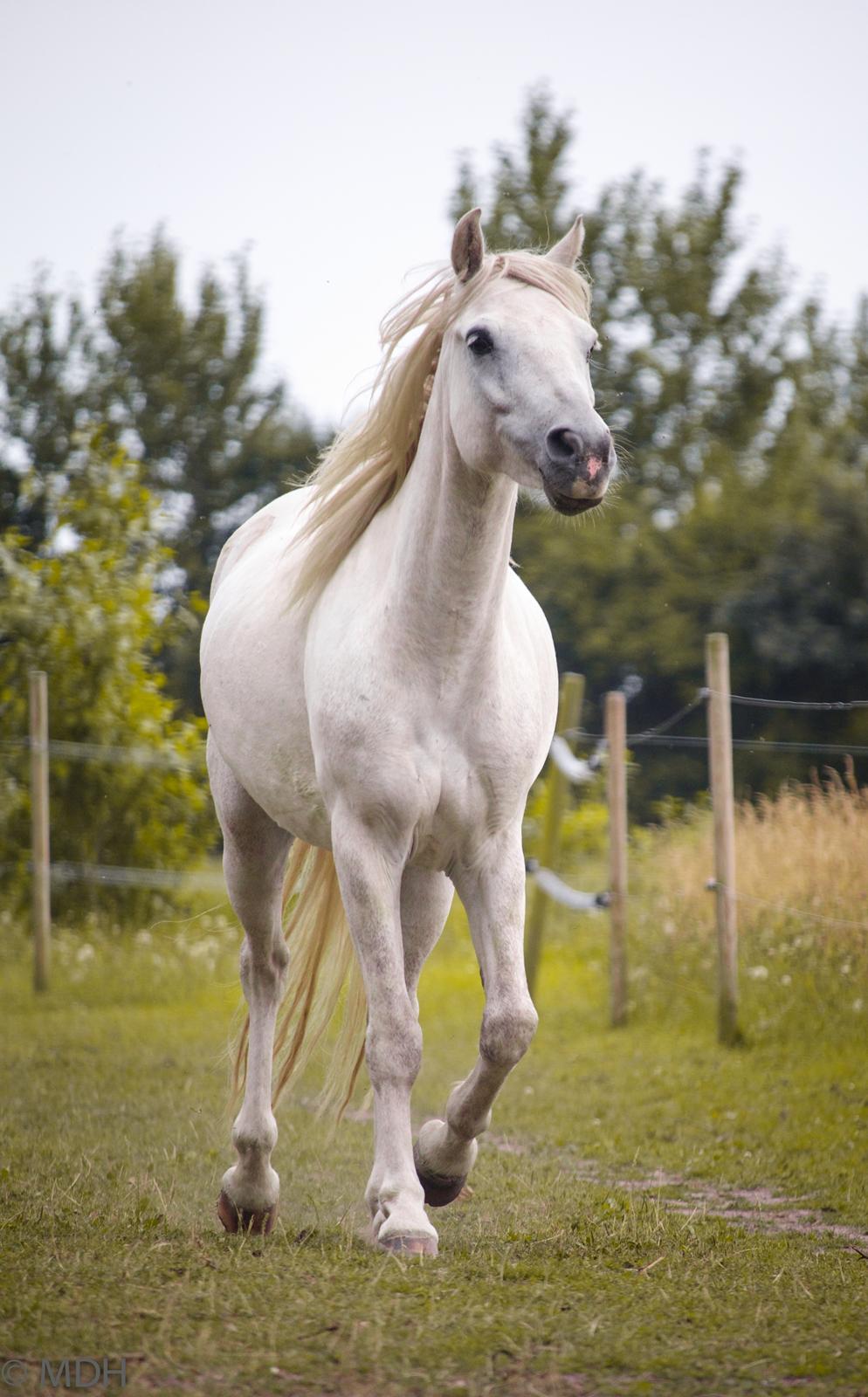 Connemara Dambækgårds Rubbin billede 6