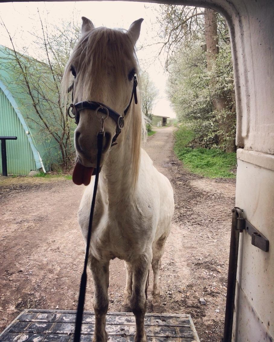 Connemara Dambækgårds Rubbin billede 12