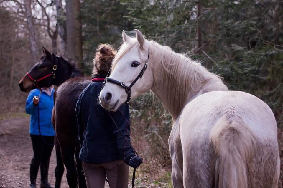 Connemara Dambækgårds Rubbin billede 13