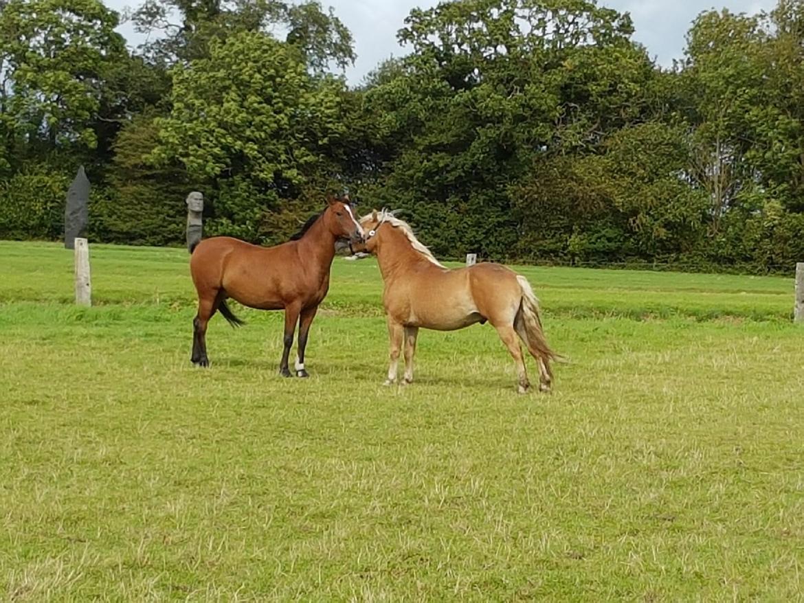 Haflinger Aslak II skovager R.I.P billede 1