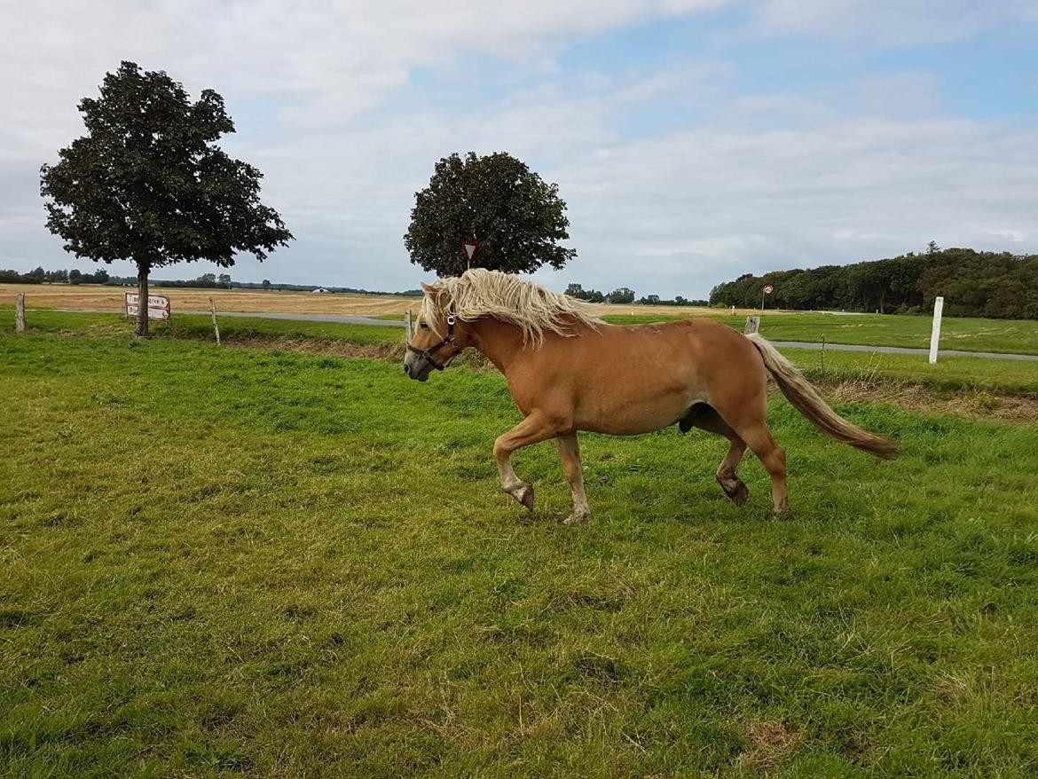 Haflinger Aslak II skovager R.I.P billede 4