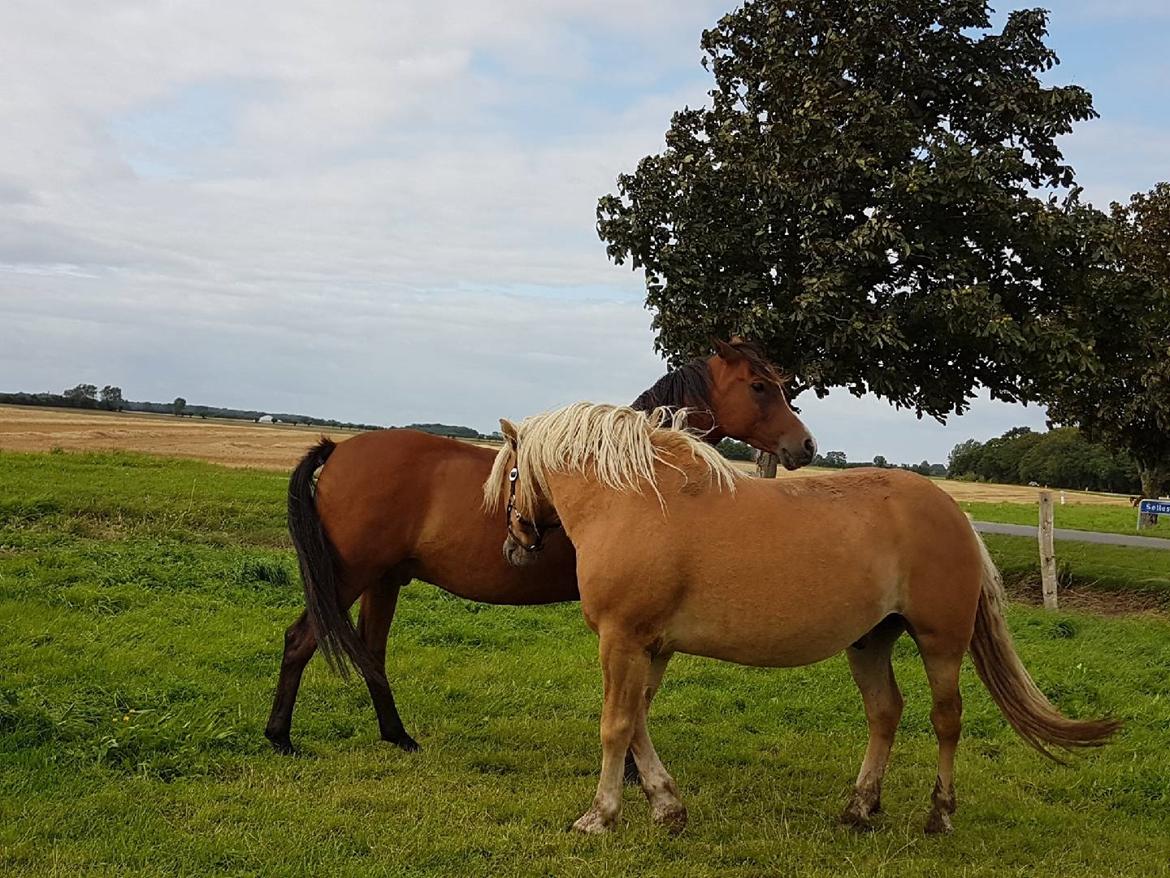 Haflinger Aslak II skovager R.I.P billede 6