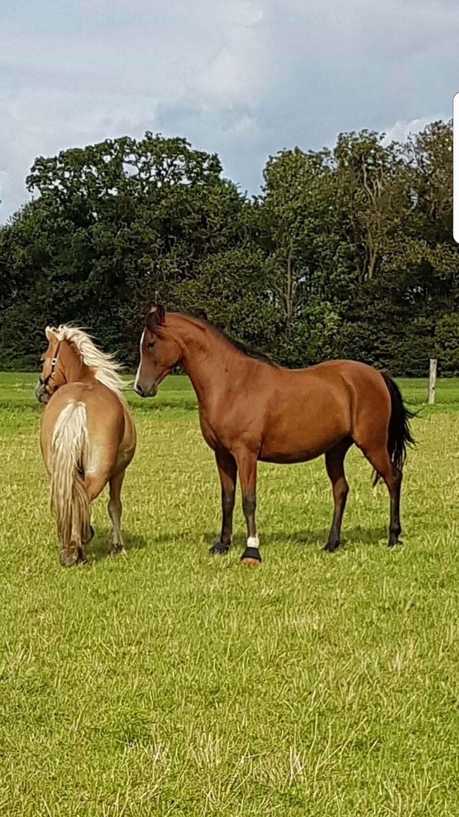 Haflinger Aslak II skovager R.I.P billede 7