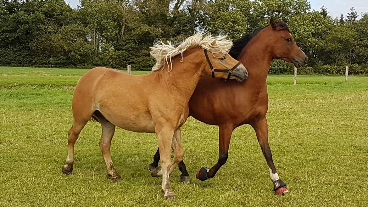 Haflinger Aslak II skovager R.I.P billede 8