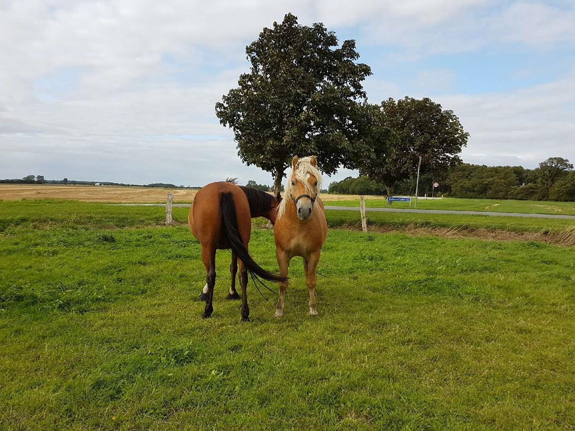 Haflinger Aslak II skovager R.I.P billede 5