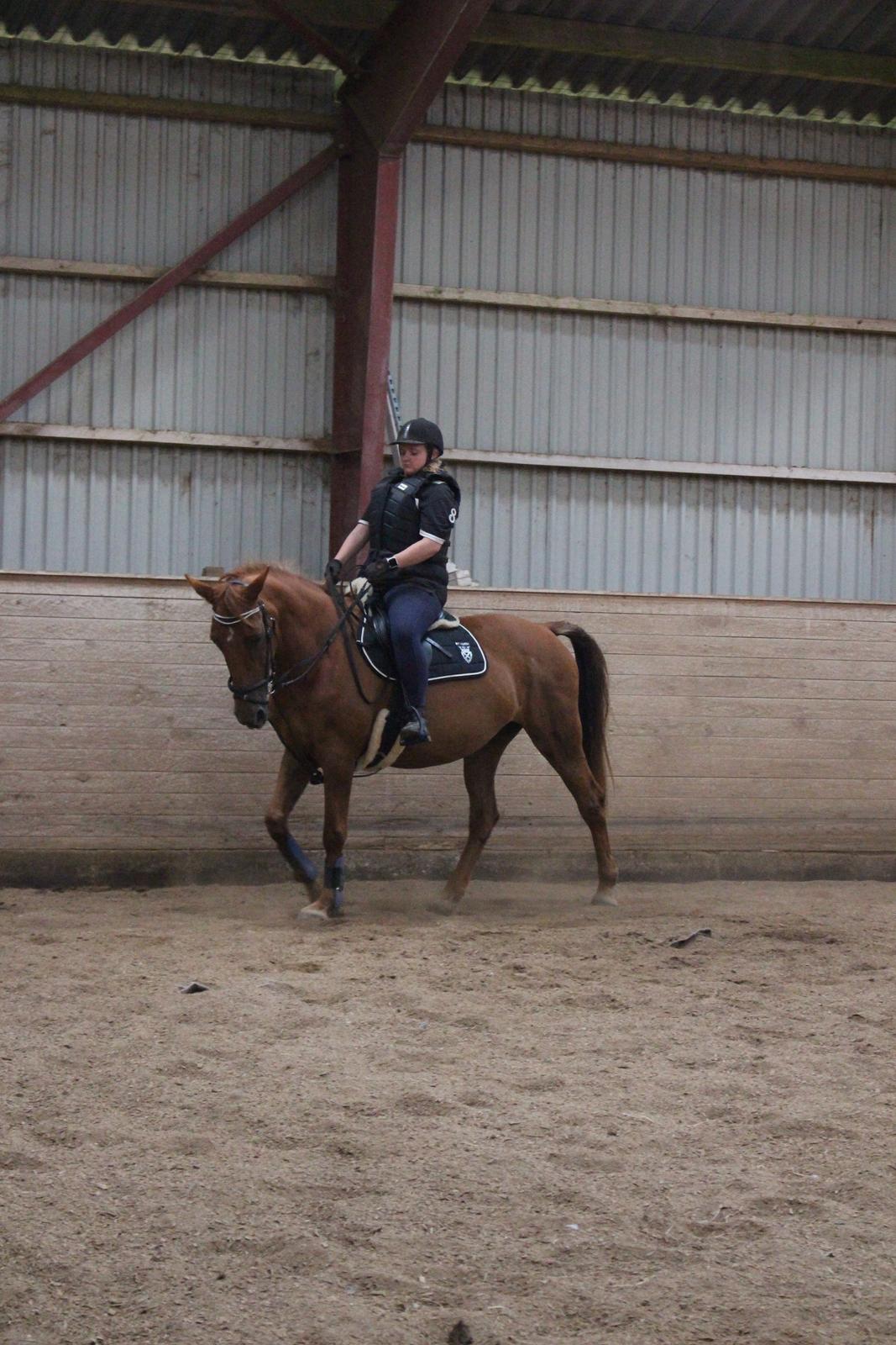 Anden særlig race Mulle - 30/07-17  billede 4