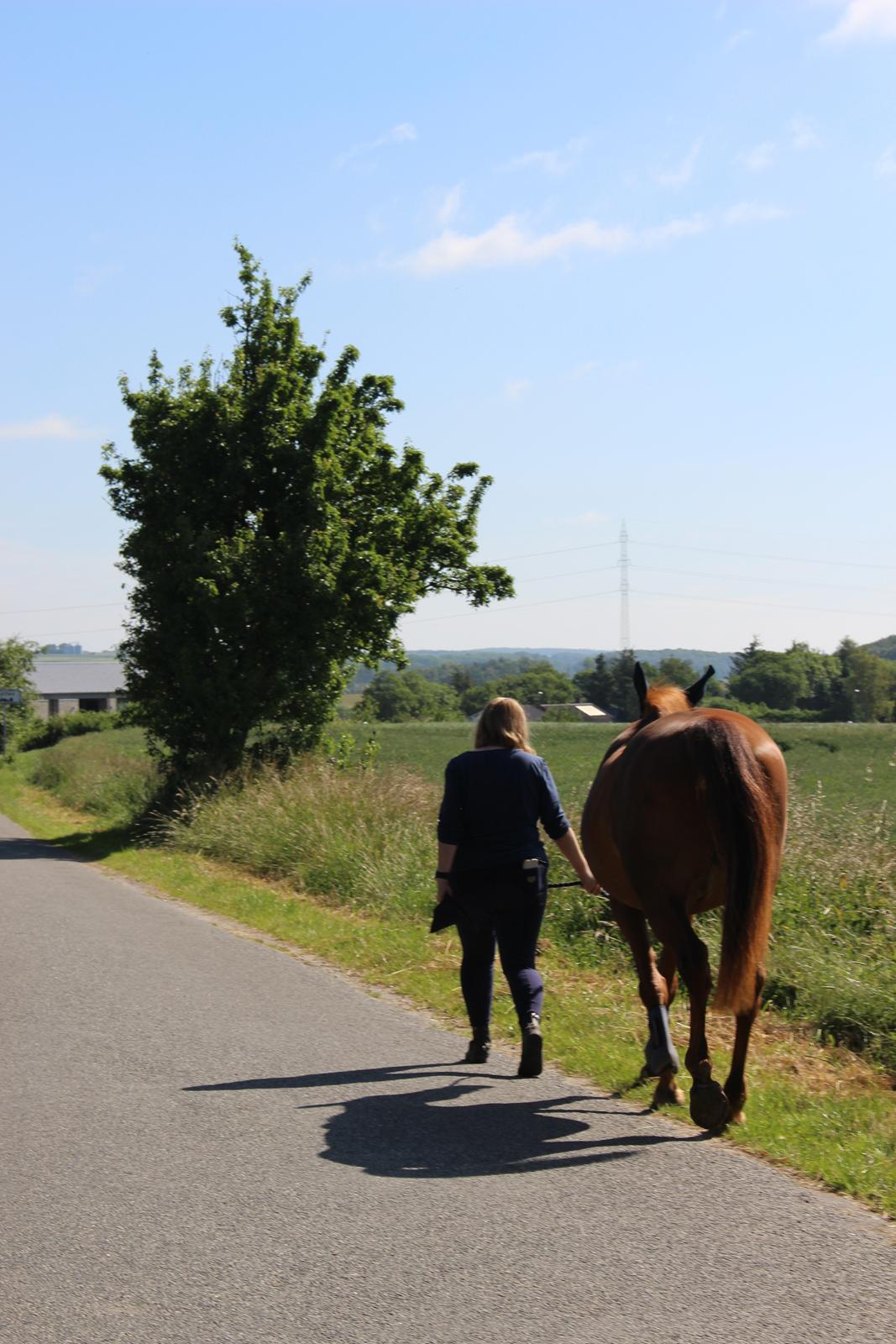 Anden særlig race Mulle - 18/06-17 - På vej mod nye eventyr billede 5