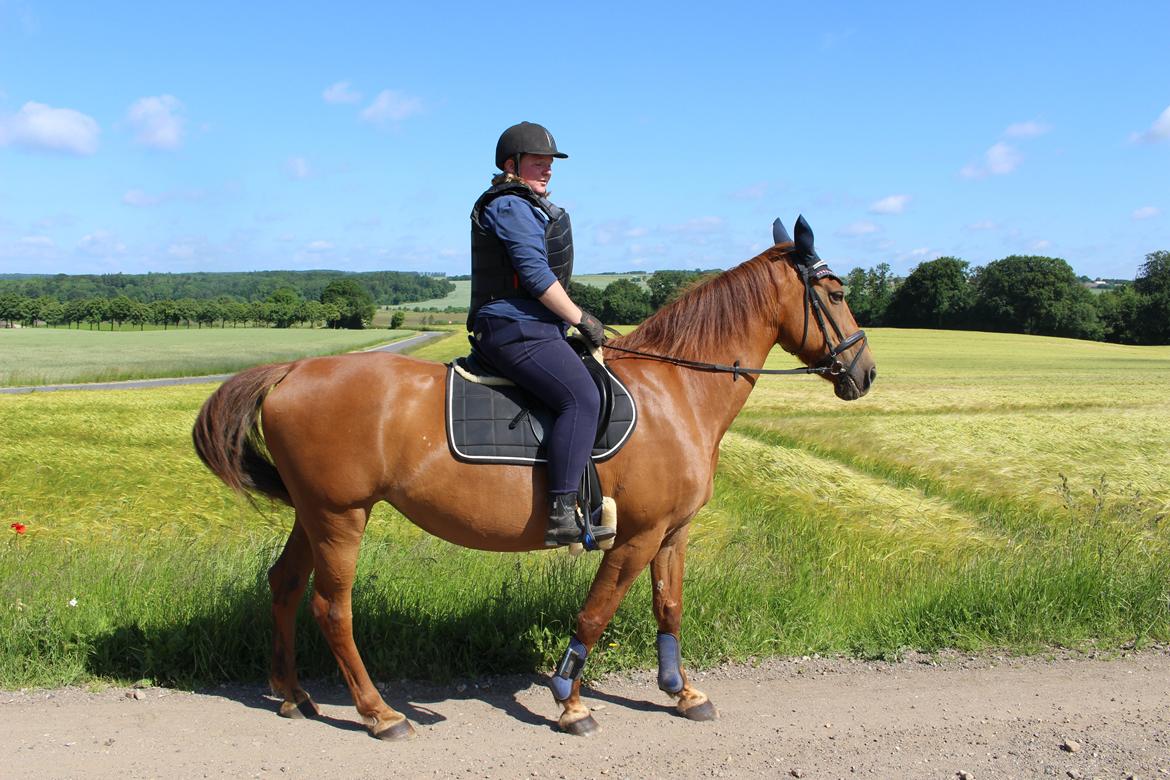 Anden særlig race Mulle - 18/06-17 - På vej til nyt opstaldningssted billede 3