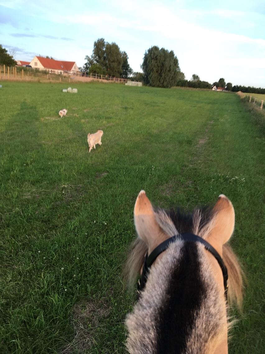 Anden særlig race Sandra Vennely ( Gule) billede 4