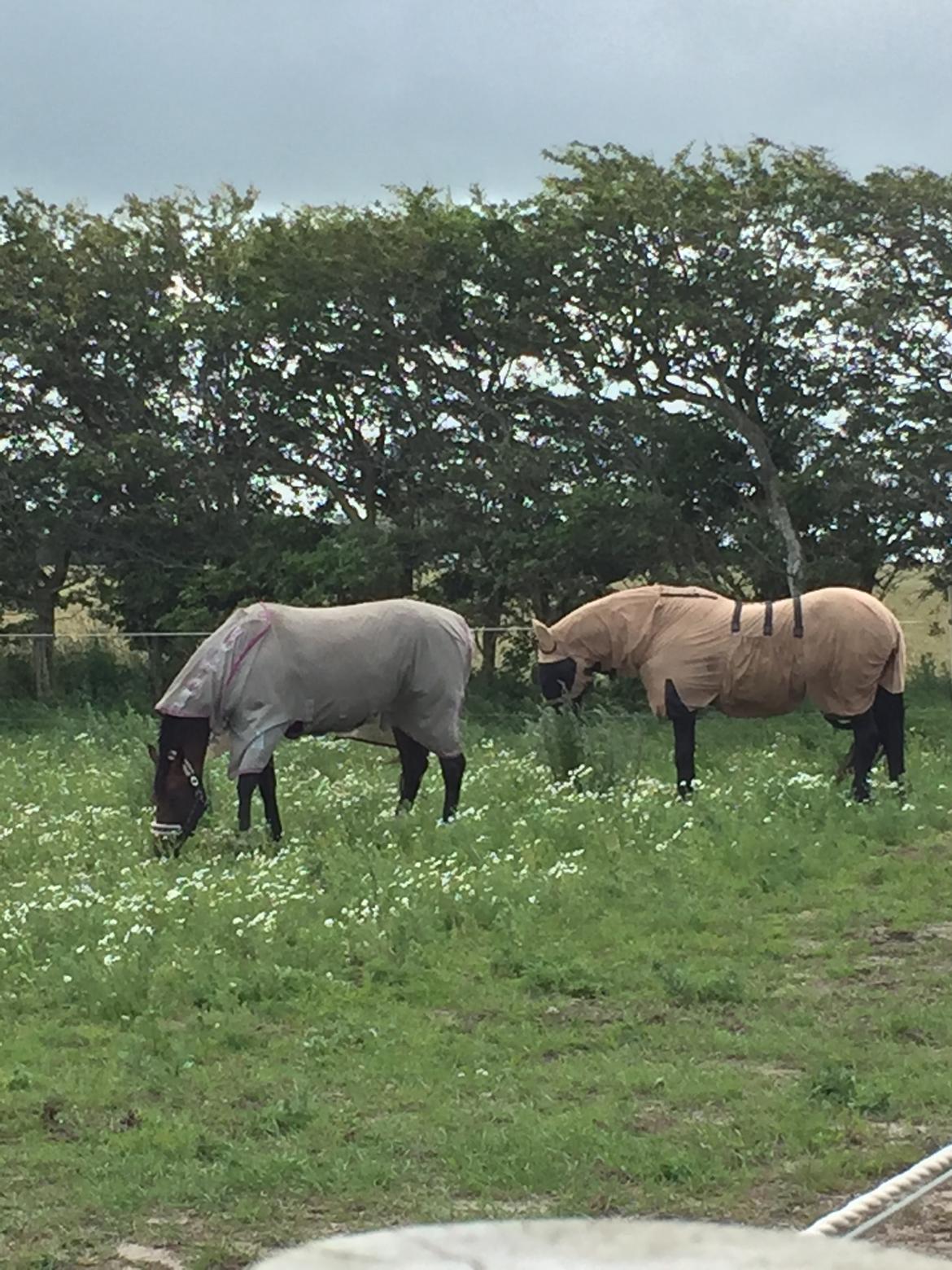 Frieser Jomme b. billede 8