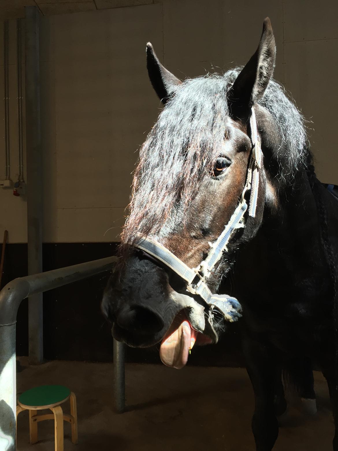 Frieser Jomme b. billede 2