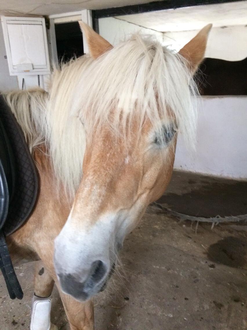 Haflinger Flicka billede 10