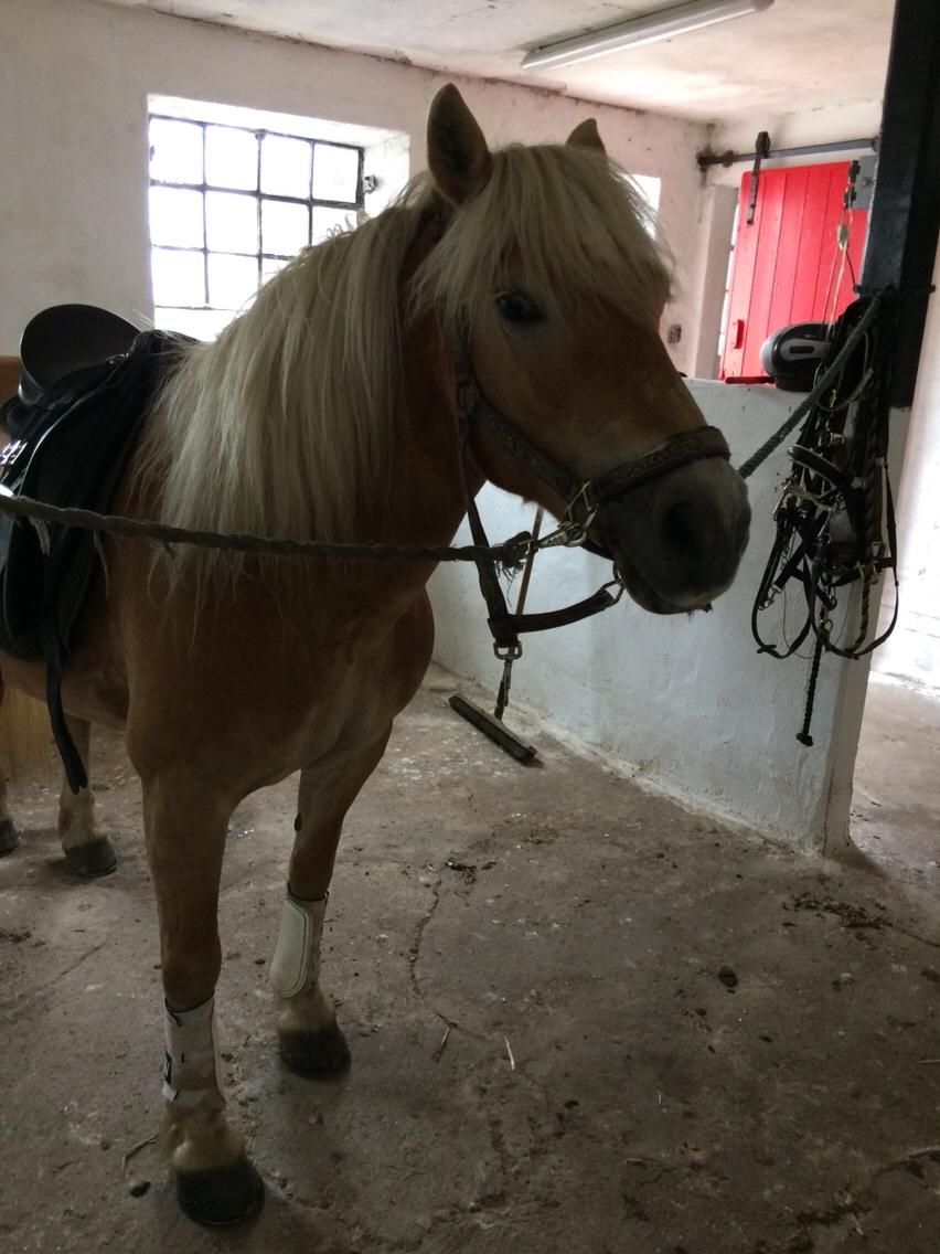 Haflinger Flicka billede 12