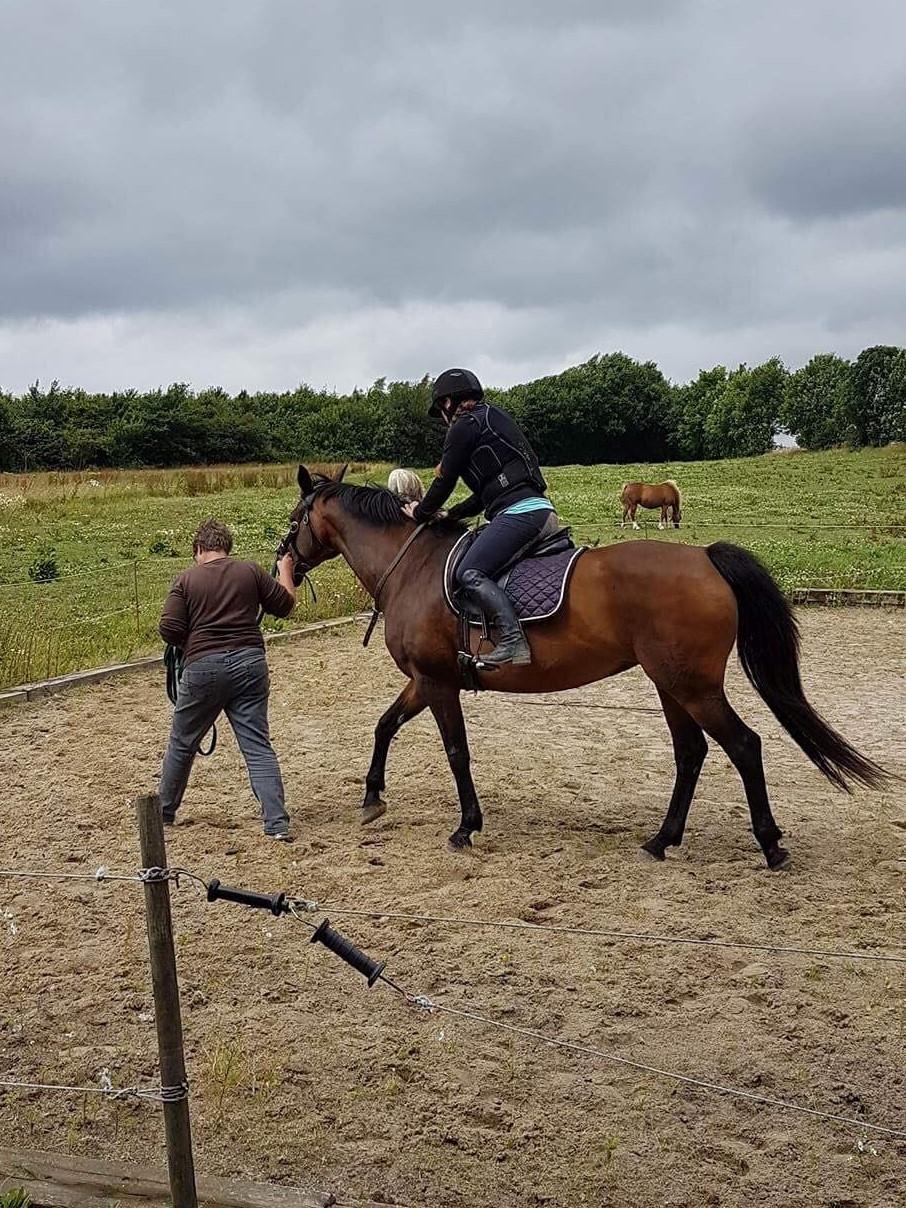 Dansk Varmblod Leticia - Juli 2017 billede 7