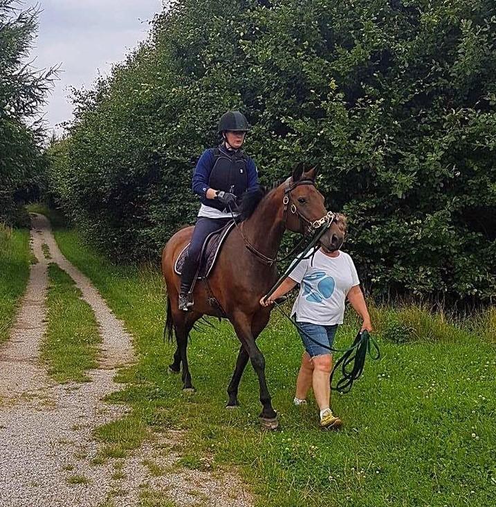 Dansk Varmblod Leticia - August 2017 billede 9