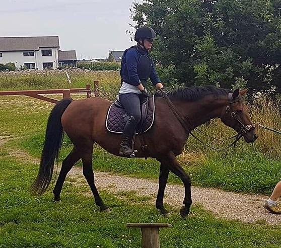 Dansk Varmblod Leticia - August 2017 billede 8