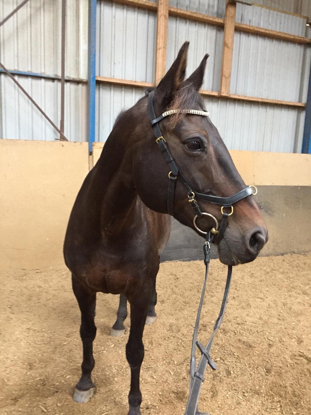 Anden særlig race Ciona billede 2