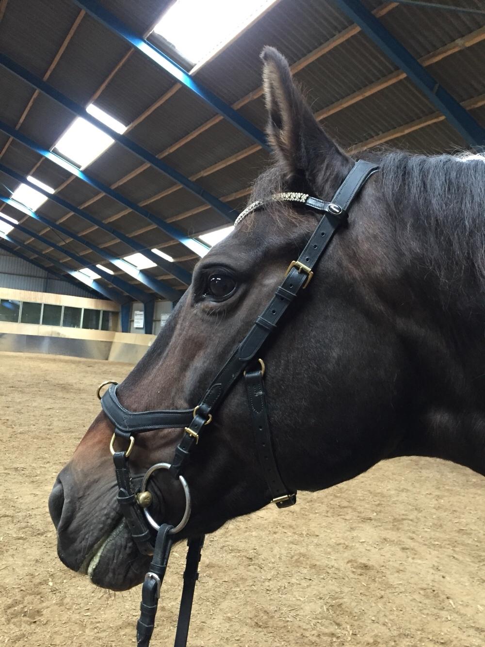 Anden særlig race Ciona billede 4