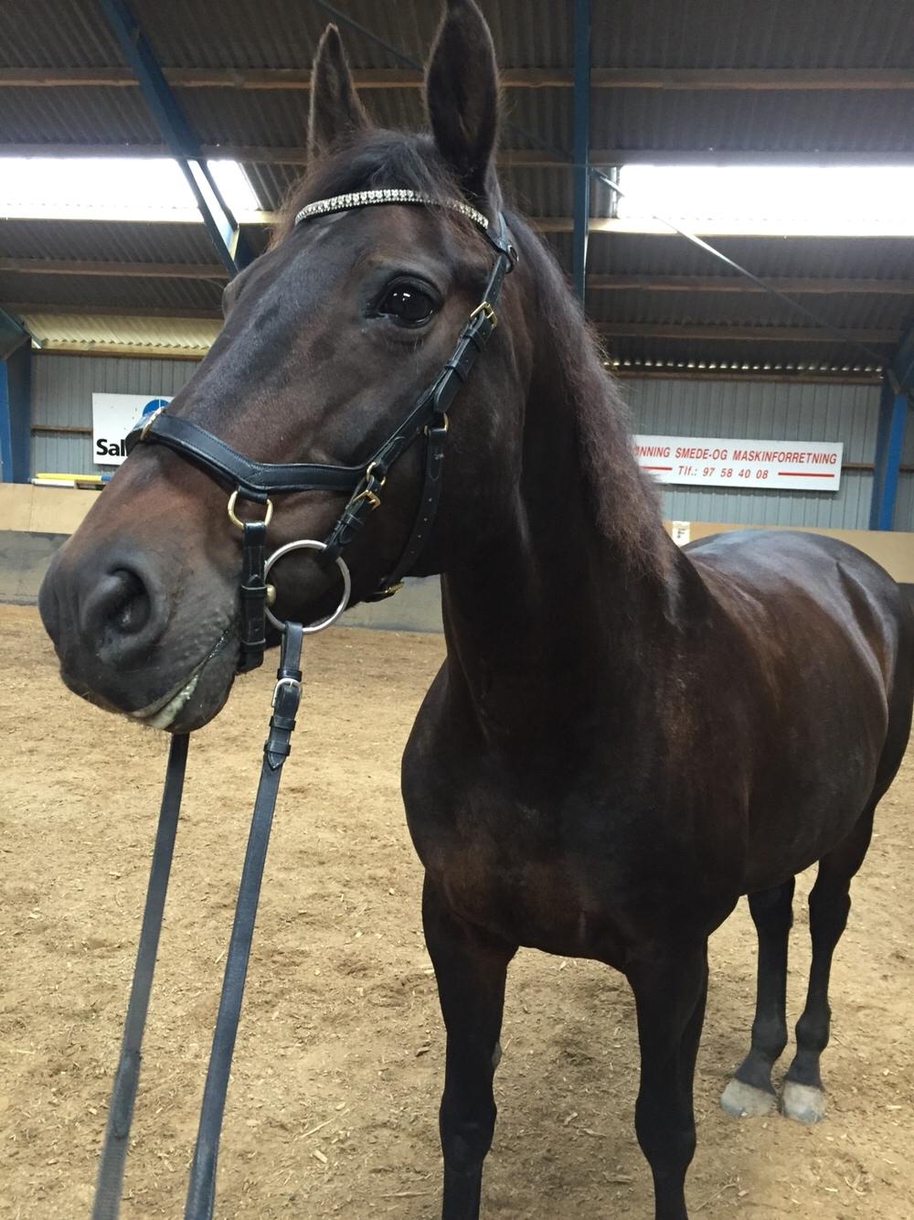 Anden særlig race Ciona billede 5