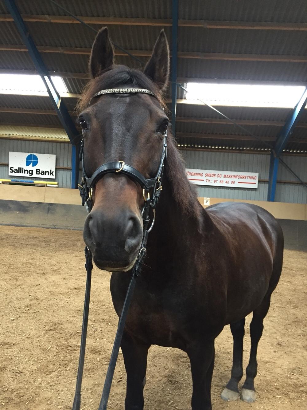 Anden særlig race Ciona billede 6