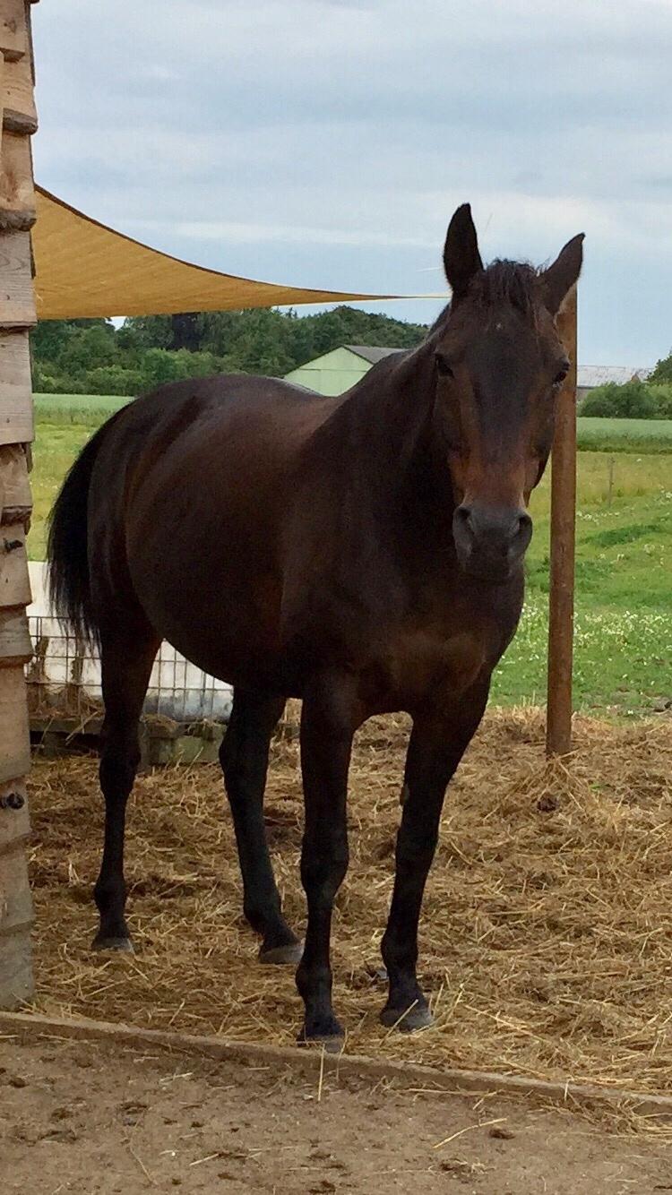 Anden særlig race Ciona billede 7