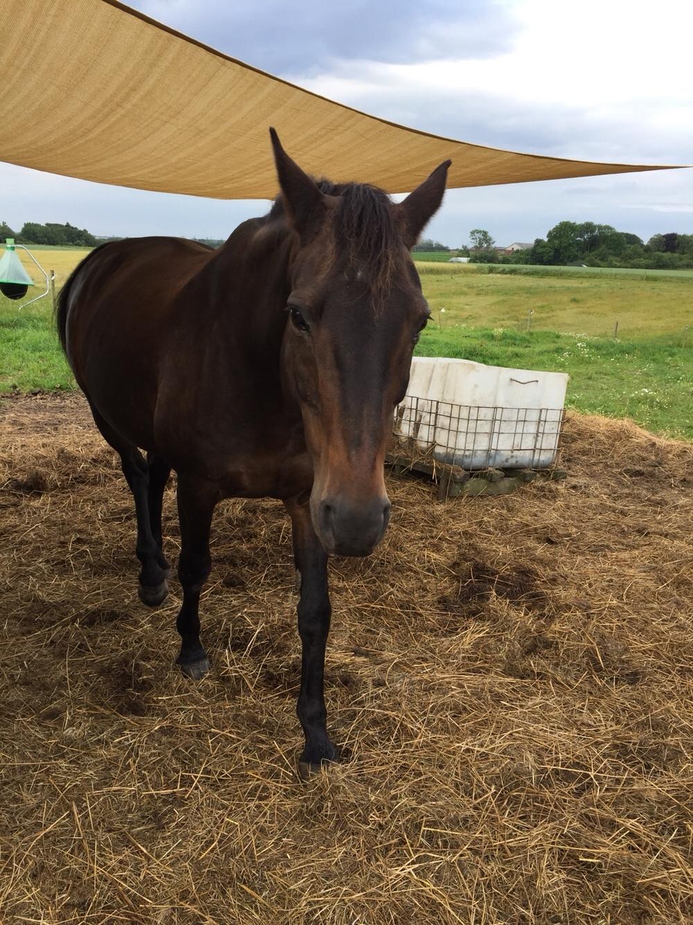 Anden særlig race Ciona billede 8