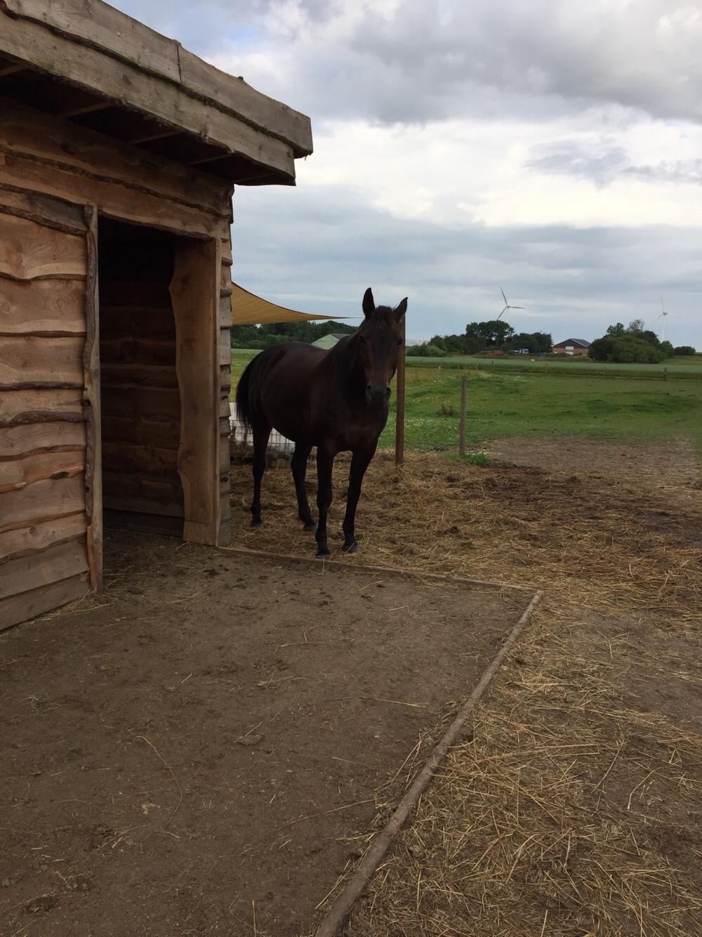 Anden særlig race Ciona billede 9