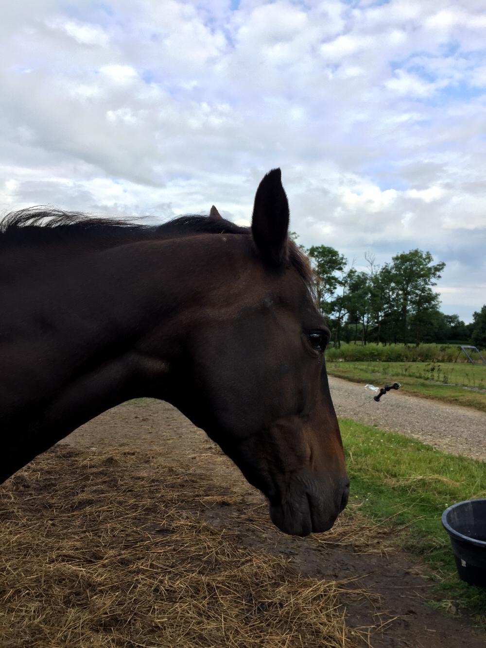 Anden særlig race Ciona billede 10