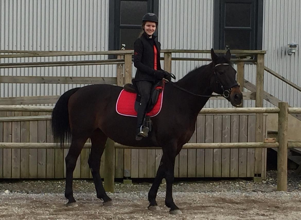 Anden særlig race Ciona billede 12