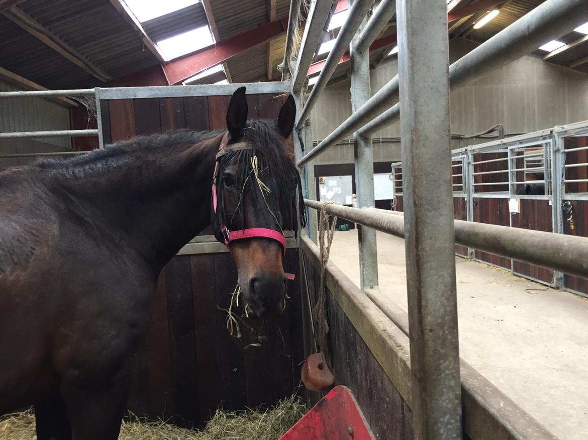 Anden særlig race Ciona billede 11