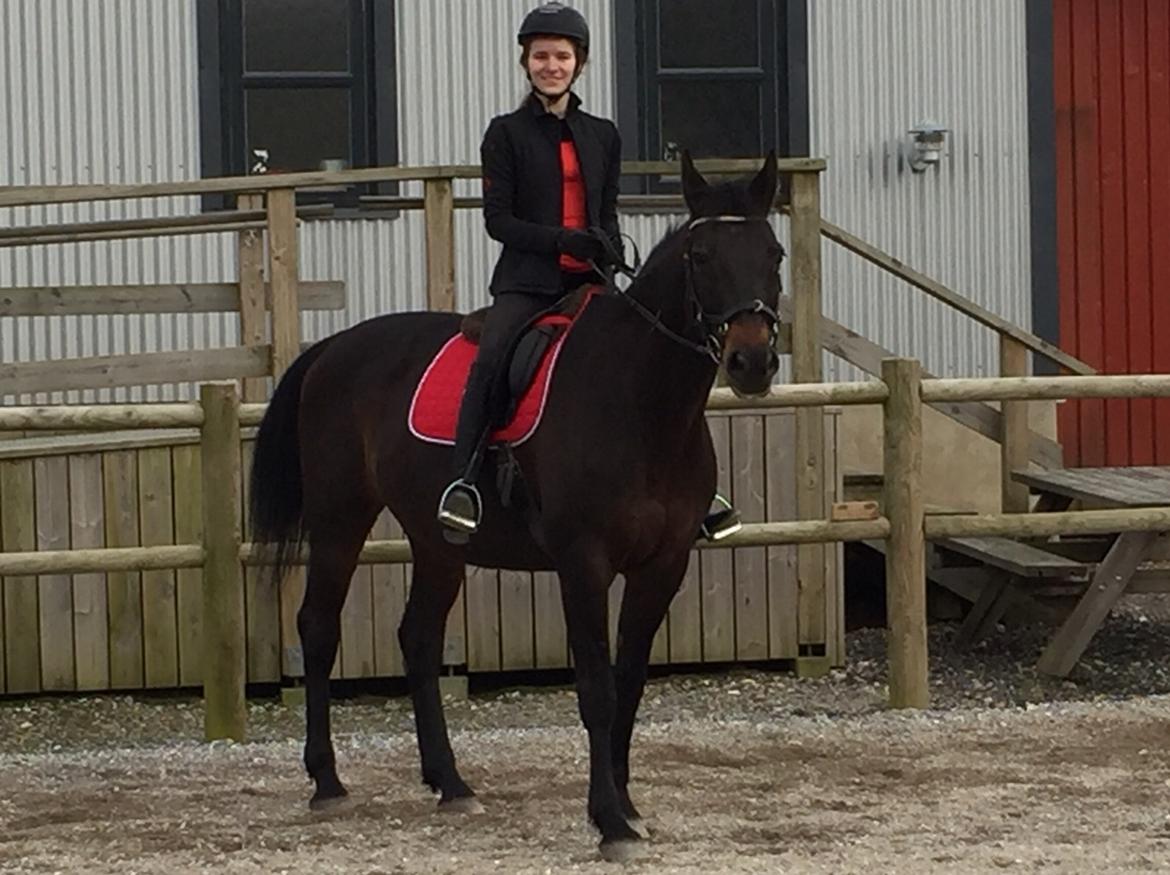 Anden særlig race Ciona billede 13