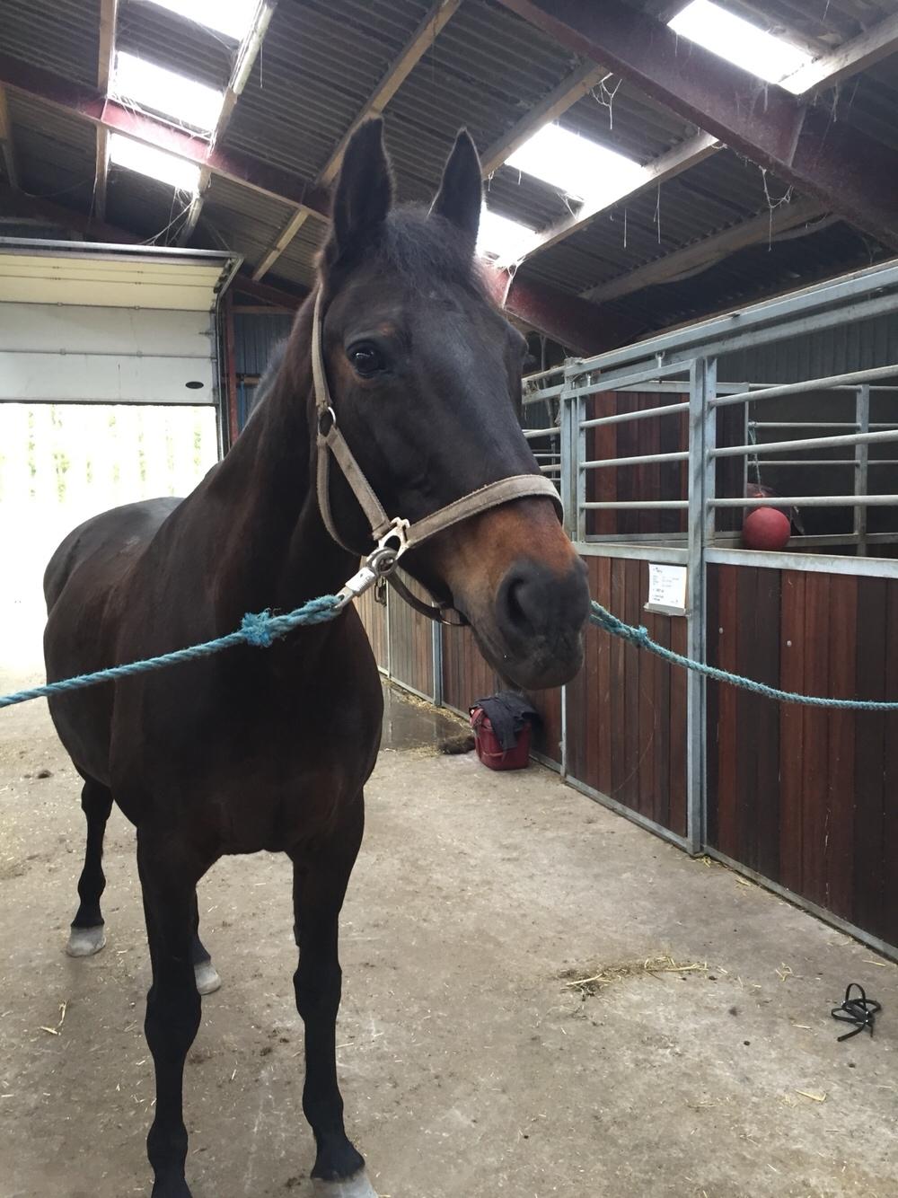 Anden særlig race Ciona billede 14