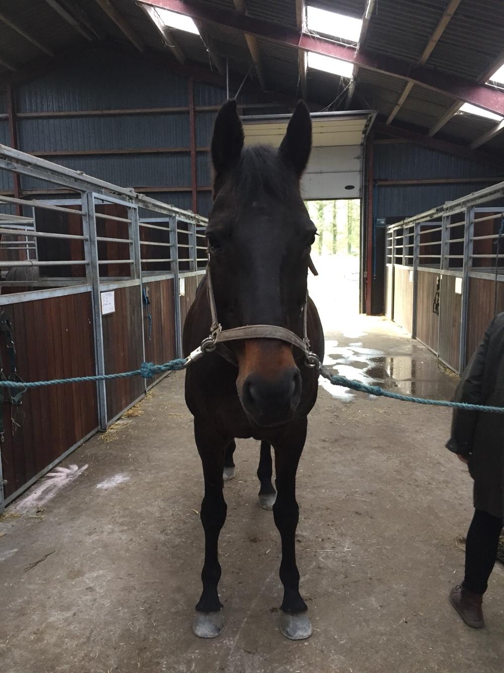 Anden særlig race Ciona billede 15