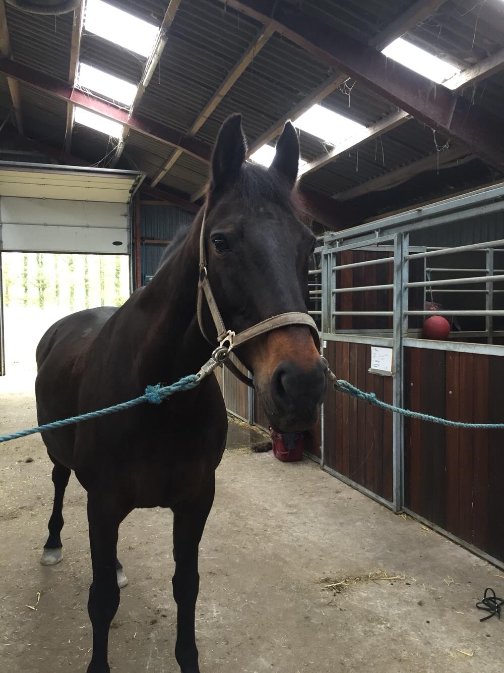 Anden særlig race Ciona billede 16