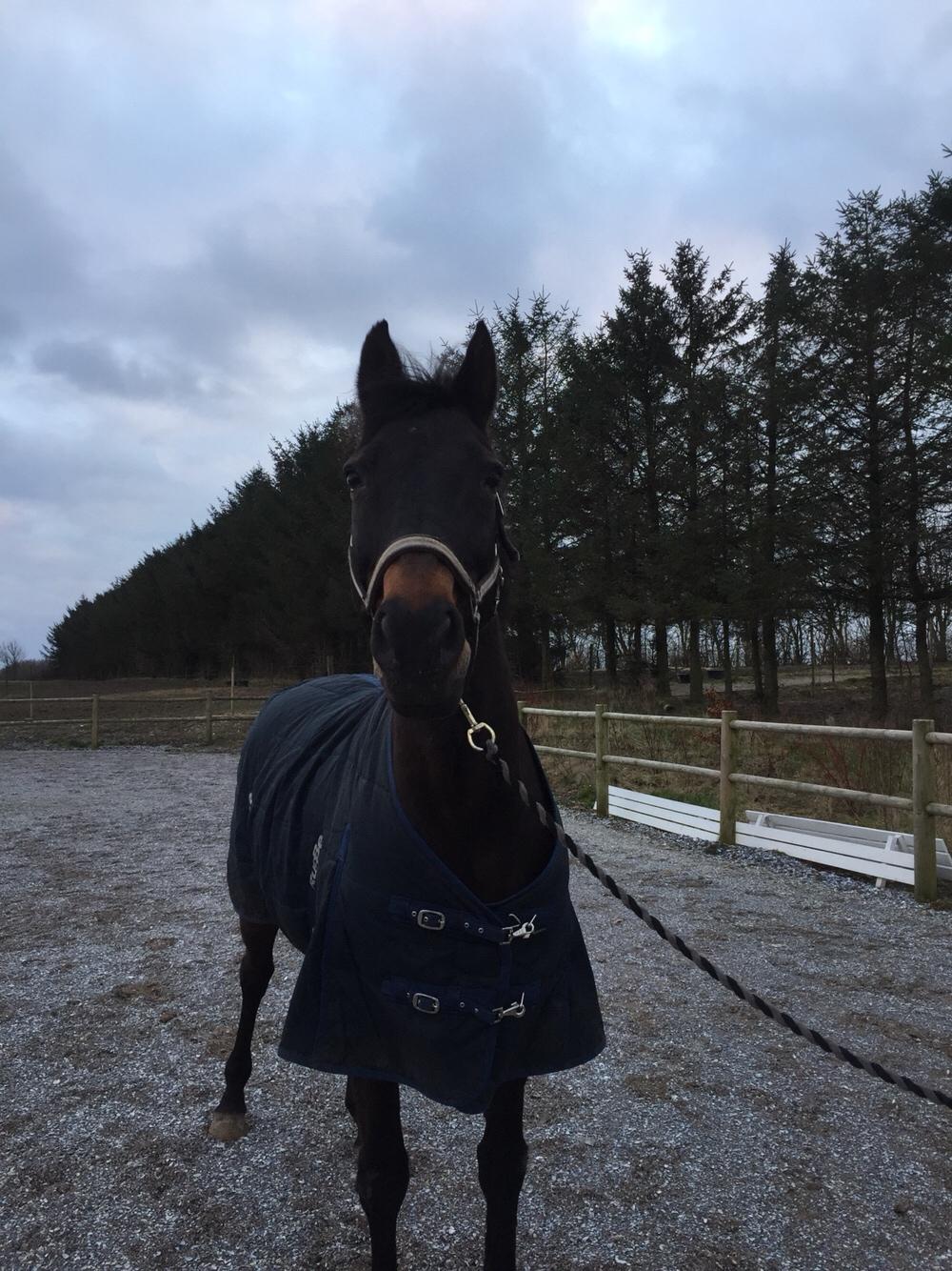 Anden særlig race Ciona billede 18