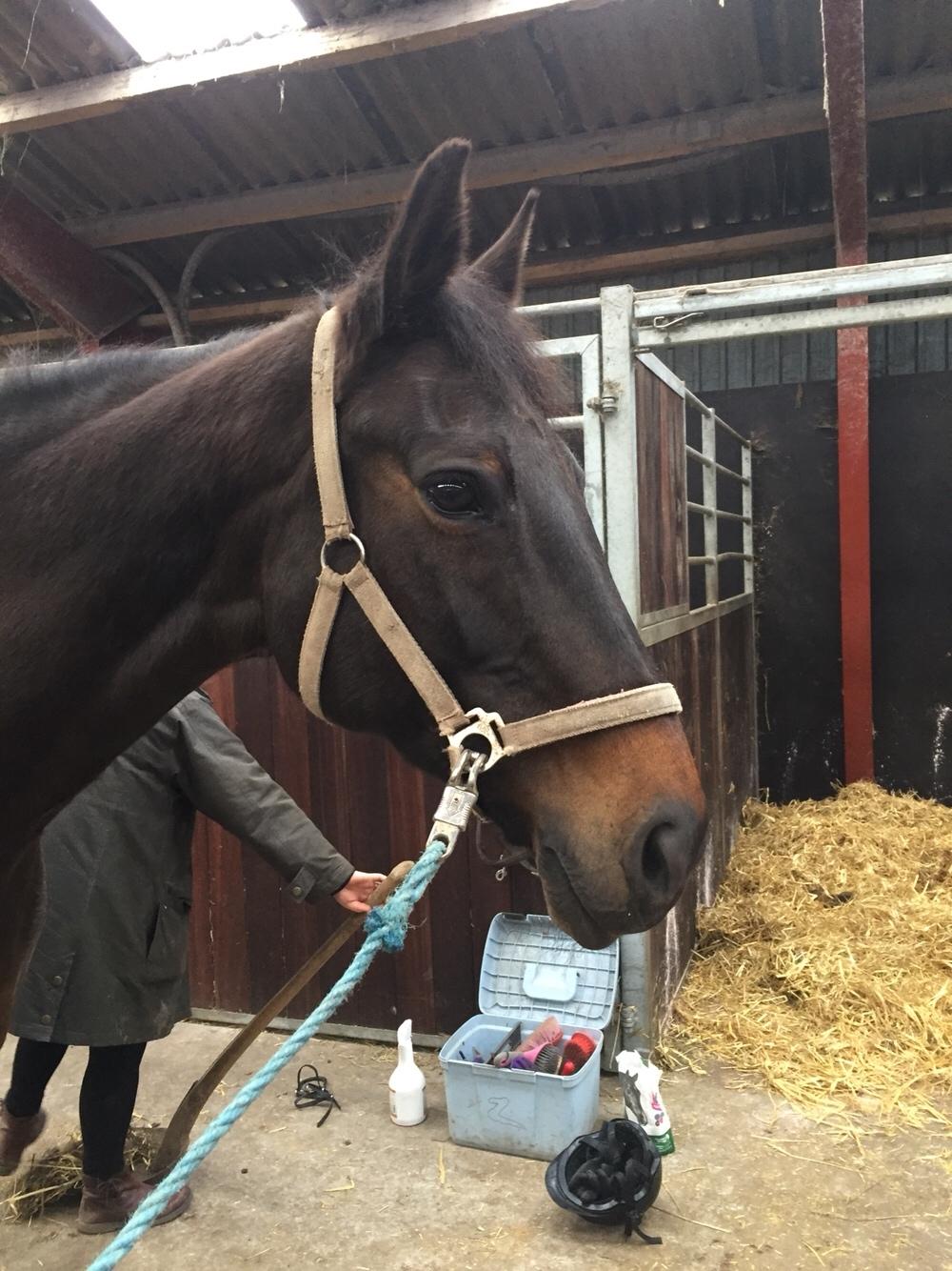 Anden særlig race Ciona billede 17