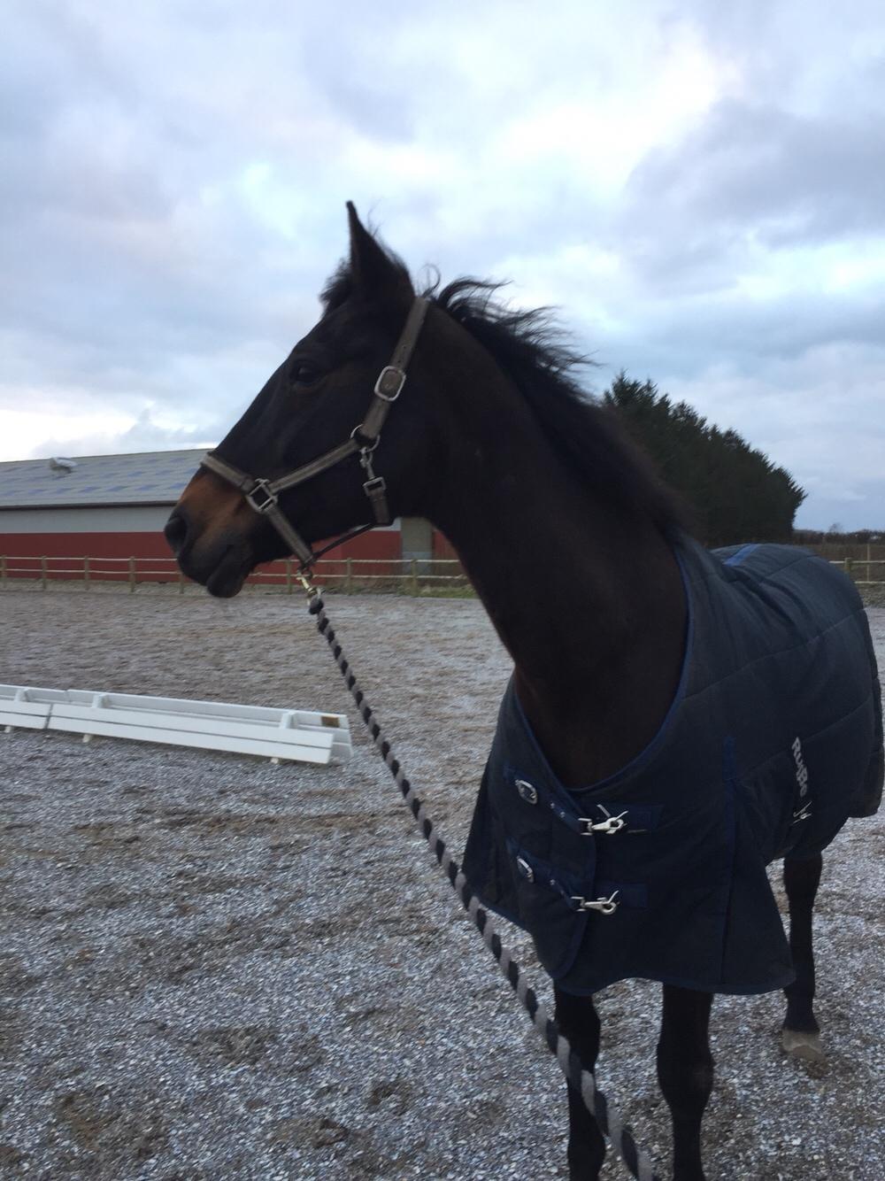 Anden særlig race Ciona billede 19