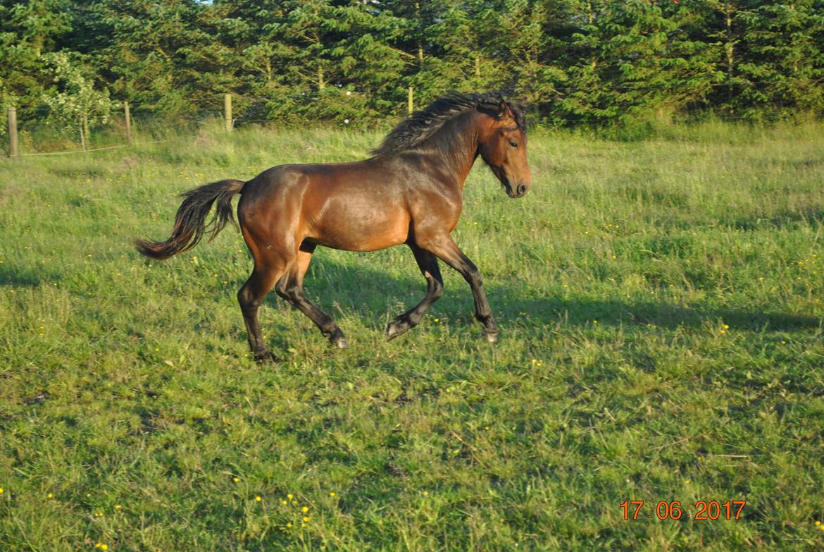 Dartmoor Skovlyets Dario Z billede 1