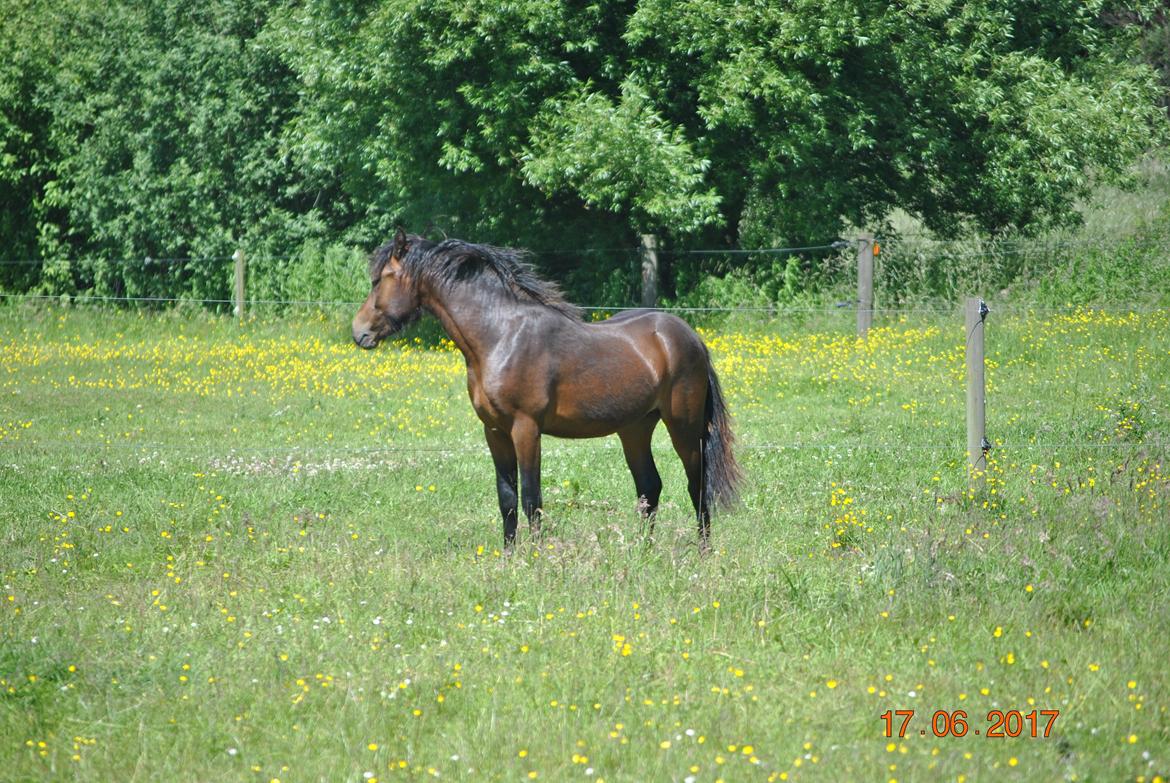 Dartmoor Skovlyets Dario Z billede 2