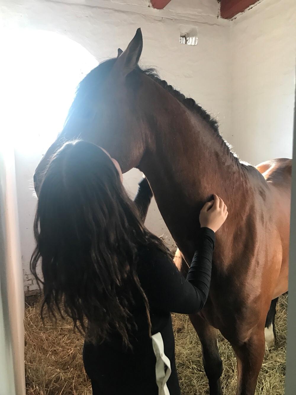 Welsh Cob (sec D) Danaway Sparc * avlshingst * billede 6