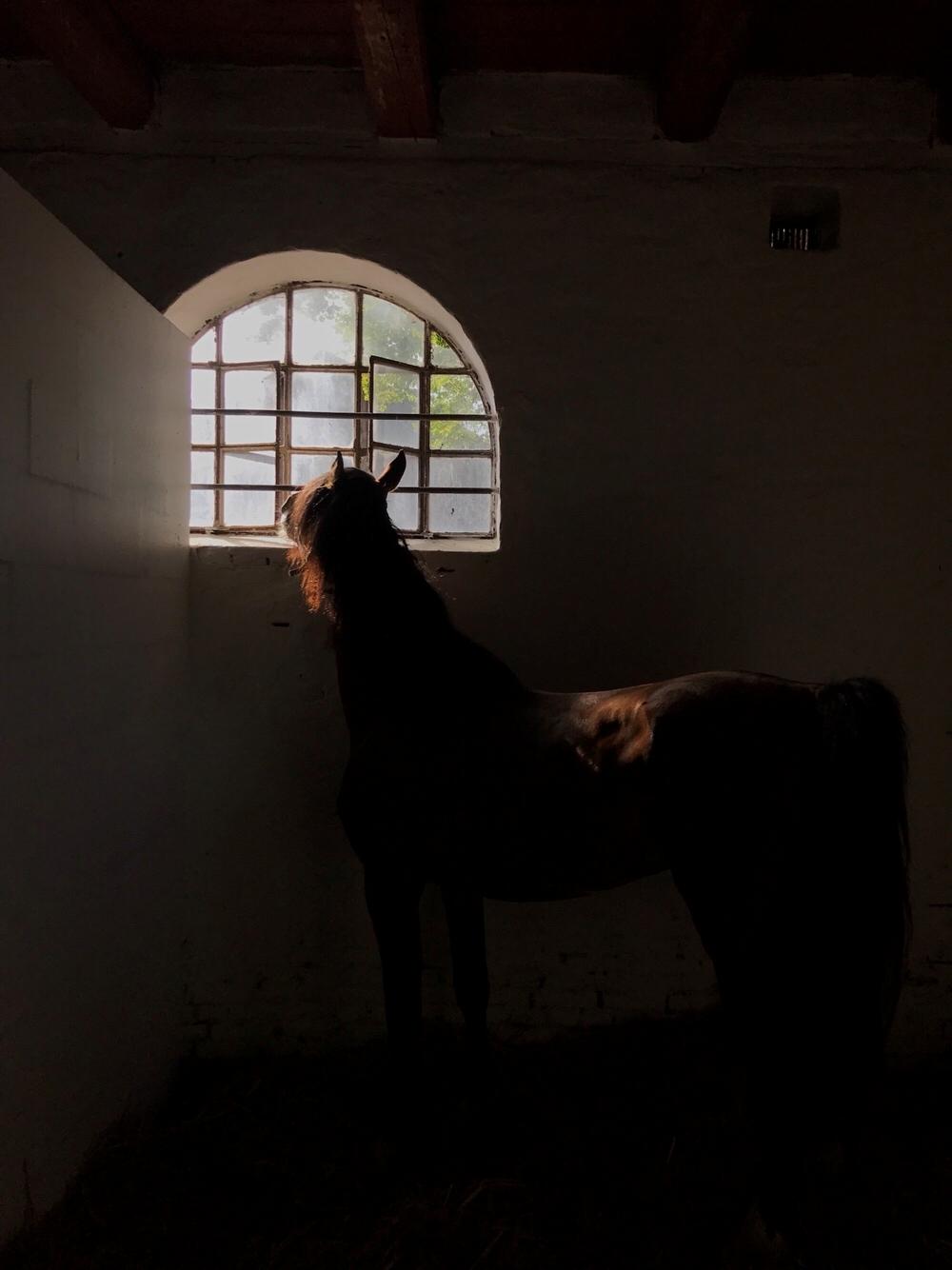 Welsh Cob (sec D) Danaway Sparc * avlshingst * billede 7