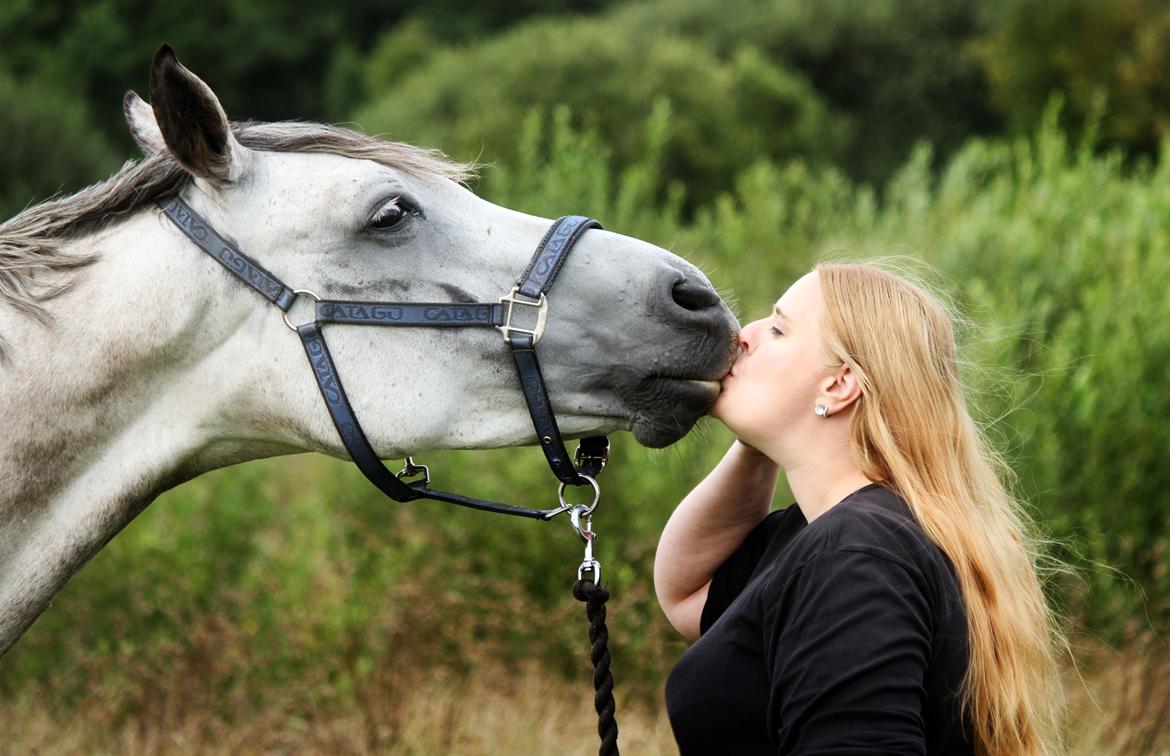 Dansk Varmblod Lambrié Vejen (Avlshoppe) - NYT: Elsker min fantastiske dame <3 <3 <3 billede 7